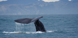 whales-Plett